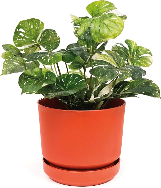 Elly DÃ©cor 8 inch Plastic Cylinder Planter Pot with Self-Watering Saucer and Drainage Hole,Lightweight & Extremely Durable, 8"x 8", Terracotta