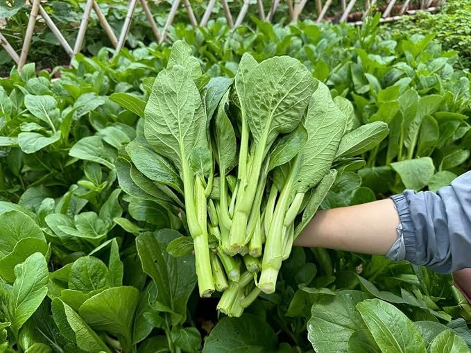 4000 Premium Choy Sum Seeds â Cáº£i Ngá»ng â Yu Choy â Flowering Chinese Cabbage Seeds â Non-GMO, Heirloom, 99% Germination Rate, Easy to Grow Vegetable for Yard & Garden Planting