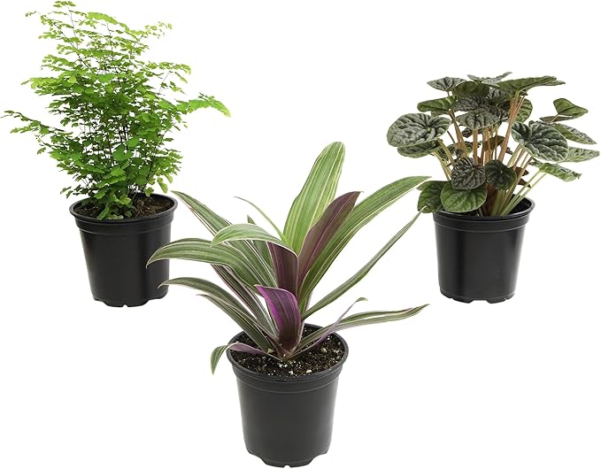 Essential Houseplant Collection (3PK) Live Plants Indoor Plants Live Houseplants in Plant Pots, Easy House Plants Indoors Live, Snake Plant, Pothos in Potting Soil, Clean Air Plants by Plants for Pets