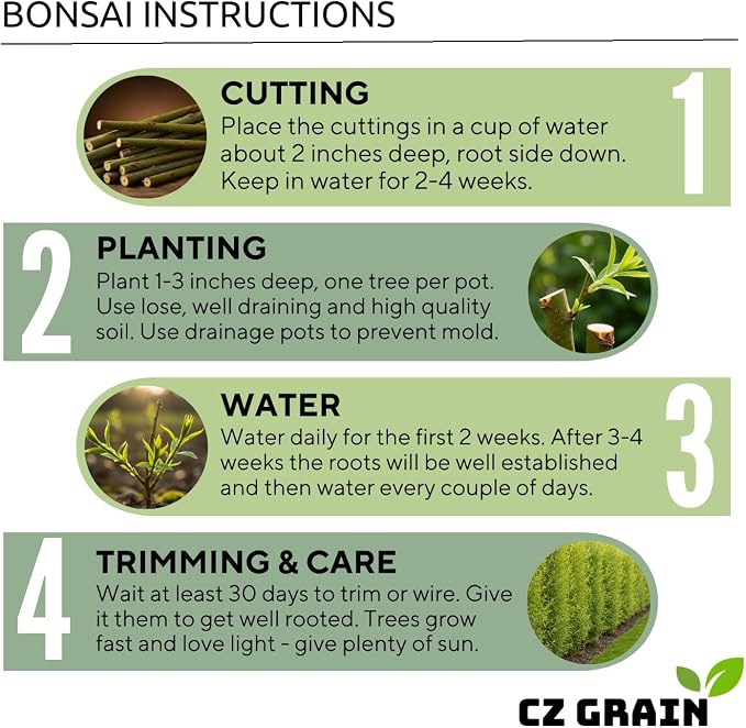 Hey Dina Willow Bonsai Tree - Thick Trunk Cutting, Fast Growing - Easy Care Indoor/Outdoor Bonsai – Living Gift for Beginners or Plant Enthusiasts
