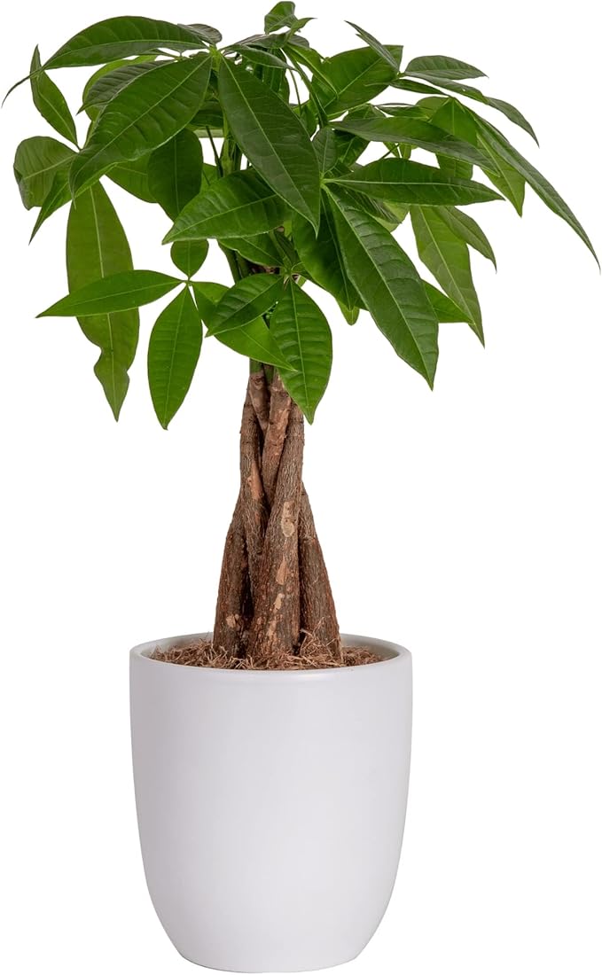 Costa Farms Money Tree, Easy Care Indoor Plant, Live Houseplant in Ceramic Planter Pot, Bonsai Potted in Potting Soil, Home DÃ©cor, Birthday Gift, New Home Gift, Outdoor Garden Gift, 16-Inches Tall