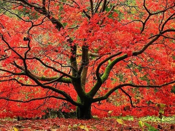 Red Japanese Maple Trees 2-Pack â Live Plants, 2-3 Ft Tall, Stunning Foliage