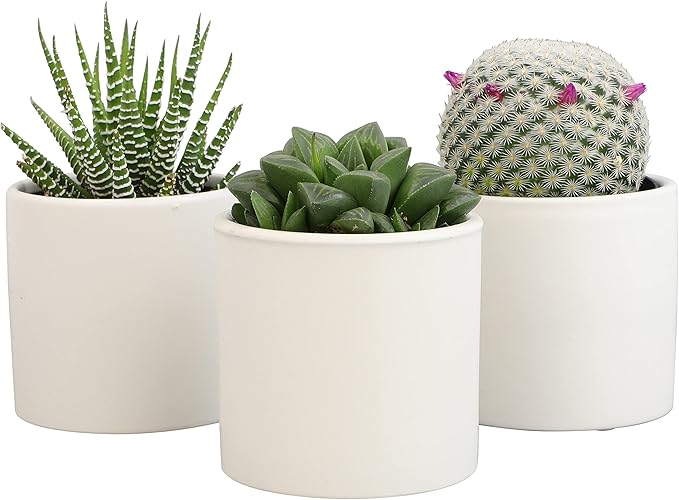 Plants for Pets Live Low Light House Plants in Ceramic Succulent Pots (3 Pack), Gasteria Succulent Plant and Cactus Plants Live with Potting Soil, Haworthia Succulents for Indoor Growing Home DÃ©cor