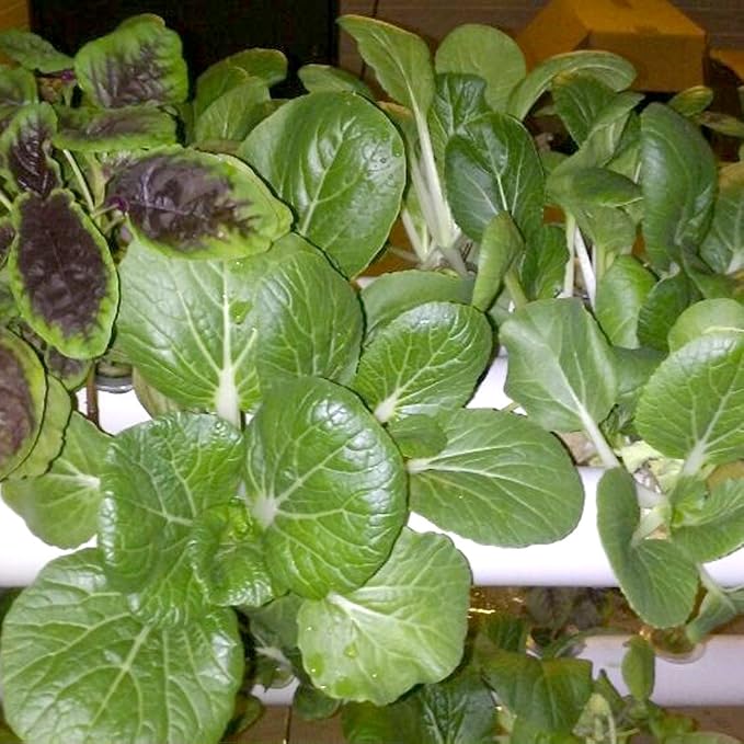 Hydroponics Growing System Kit,54 Plant Sites 2 Layers Food-Grade PVC-U Pipes Hydroponic Grow Kit Gardening System with Water Pump, Timer,Net Pots and Sponge for Vegetables,Fruits,Herb