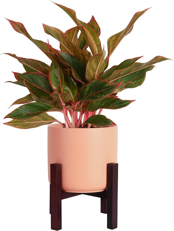 Costa Farms Red Chinese Evergreen Live Indoor Plant, Easy Care Houseplant in Modern Decor Planter, Excellent Housewarming Gift, Unique Home Decor, Room DÃ©cor, 15-Inches Tall