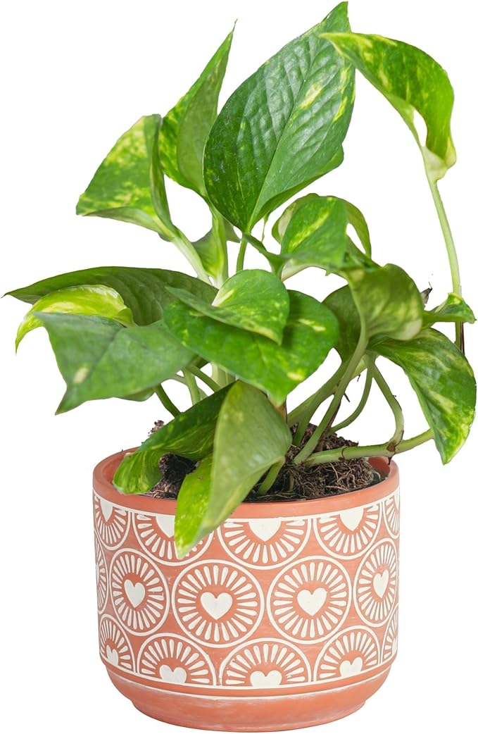 Costa Farms Golden Pothos Live Plant, Easy to Grow Vining Live Indoor Houseplant in DÃ©cor Planter, Real Housewarming Plant Gift, Home or Room Decor, 8-Inches Tall