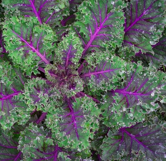 Red Russian Kale Seeds for Planting â Plant & Grow Heirloom Non GMO Red Russian Kale in Home Outdoor Vegetable Garden, Brassica Napus VAR. pabularia â 5 Packets