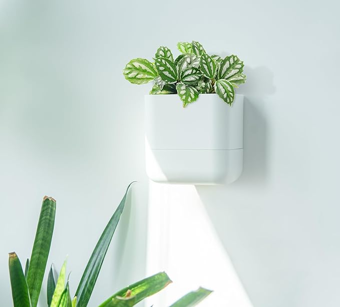 Phoenix Vine 6.5 Inch Wall Mounted Self-Watering Planter Pot