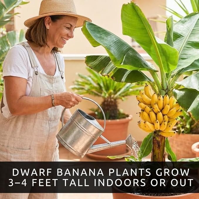 Bonsai Fruit Tree Seeds Bundle, 4 Pack – 10 Papaya, 10 Peach, 10 Cherry, 10 Banana – Grow Miniature Fruit Trees – Exotic Indoor & Outdoor Bonsai Plant Kit – Garden Starter Seed Pack