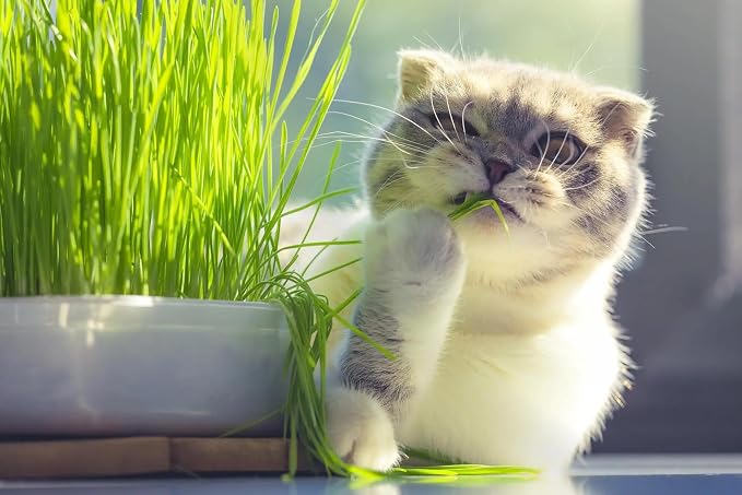 Organic Cat Grass Growing Medium by Gardenera - Create a Safe and Healthy Environment for Your Cat - 2 QUARTS