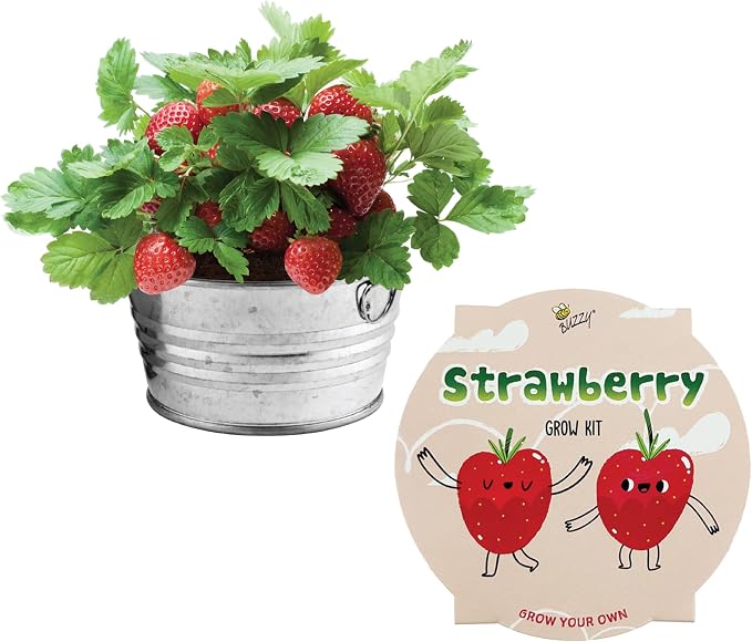 Buzzy Seeds Strawberry Grow Kit - Basin Ceramic Planter - Complete Indoor/Outdoor Gardening Kit with Seeds, Coconut Husk Growing Medium & Genuine Pots - 100% Grow Guarantee