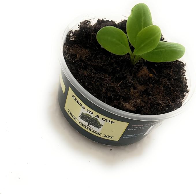 Tree Grow Kit | Easy to use | Educational | Memorial Gift | Plant It for The Planet | Grow Your Own Tree |Wide Selection to Choose from (Concord Grape)
