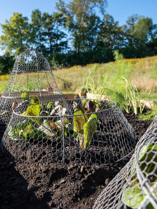 Gardenerâs Supply Company Sturdy Chicken Wire Cloche Plant Protector Extension | Adds Broader Area Coverage Protection for Tall Plants Vegetables & Seedlings | (Cloche Extension Only)
