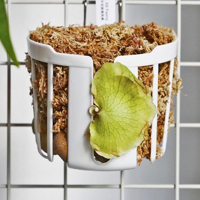 Staghorn Fern Mount Wall Planter Basket Vertical Orchid Hanging Planter