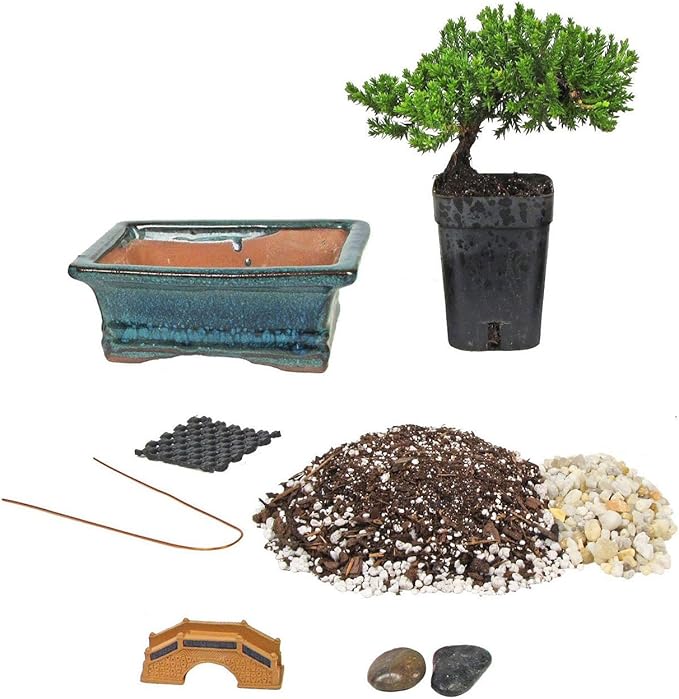 Eve's Bonsai Tree Starter Kit, Complete Do-It-Yourself Kit with 4 Year Old Japanese Juniper !!! Cannot Ship to CA California & HI Hawaii !!!