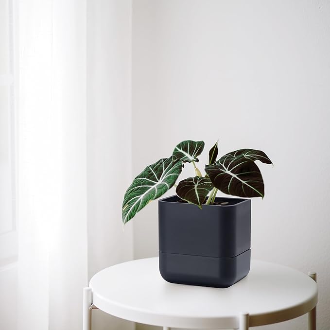 Phoenix Vine 6.5 Inch Wall Mounted Self-Watering Planter Pot