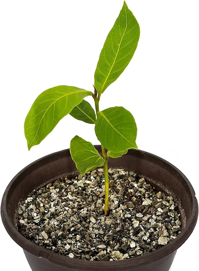Horticultural Organic Vermiculite for Plants - Medium Grade - Natural Soil Additive for Gardening, Houseplants, Mushrooms, Potted Plants, Hydroponics, Terrariums (5 Quart)