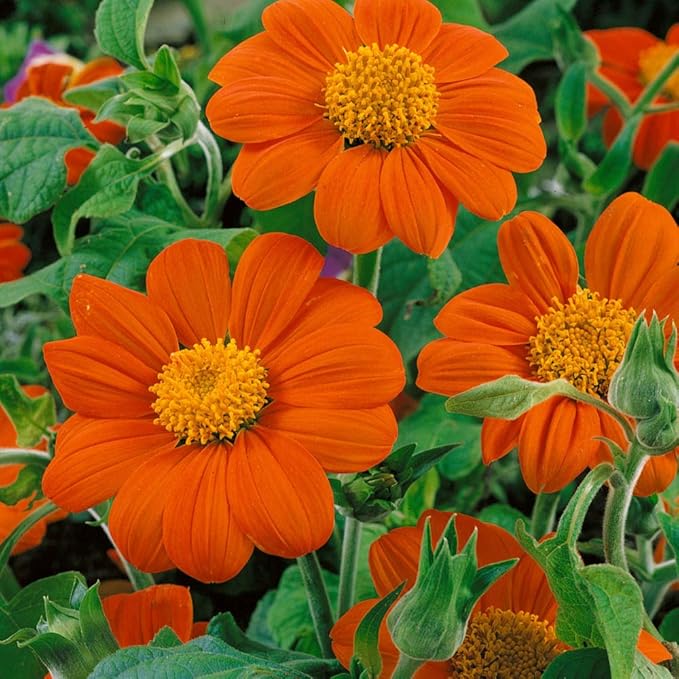 Outsidepride Goldfinger Mexican Sunflower Seeds - 1000 Pcs Annual, Easy-to-Grow, Orange Tithonia Speciosa Flower Seeds w/Drought-Tolerant Blooms for Pollinator Gardens & Vibrant Summer Landscaping