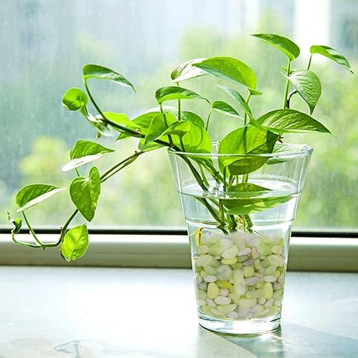 Pulovin 10 lbs Jade Pebbles for Indoor Plants, Decorative Pebbles for Bamboo, Vase, 3/8" Plant Gravel for Pots Indoor, Highly Polished Small River Rocks