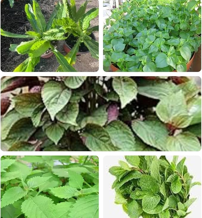 Set of 5 Vietnamese Vegetables NgÃ² GAI, Rau CÃ ng Cua, Rau tÃ­a tÃ´, Kinh giá»i, hÃºng lÅ©i Culantro Thai Parley, peperomia pellucida Plant Seeds and Vietnamese Perilla Seeds 1000++ Seeds/Bag