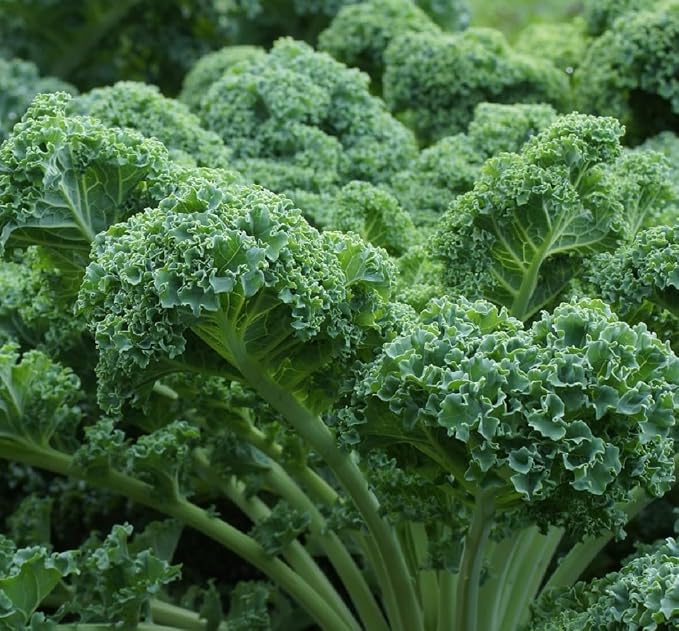 Curled Blue Kale Seeds for Planting â Plant & Grow Heirloom Non-GMO Curled Blue Vates Kale Home Outdoor Vegetable Garden, Brassica oleracea VAR. acephalla â 1 Packet Approx 200 Seeds