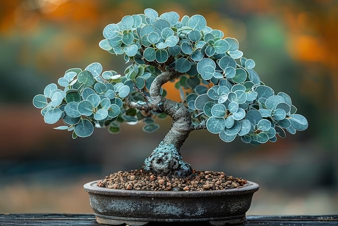 Silver Dollar Eucalyptus Bonsai Tree Seeds for Growing (30 Seeds)