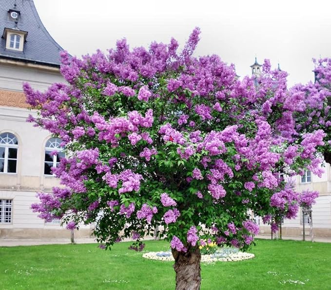 Two Pack of Common Old Fashioned Lilac Bushes - Fragrant Lavender Purple Flowers - 2 Live Plants 1 to 2 Feet Tall - Attract Hummingbirds and Butterflies