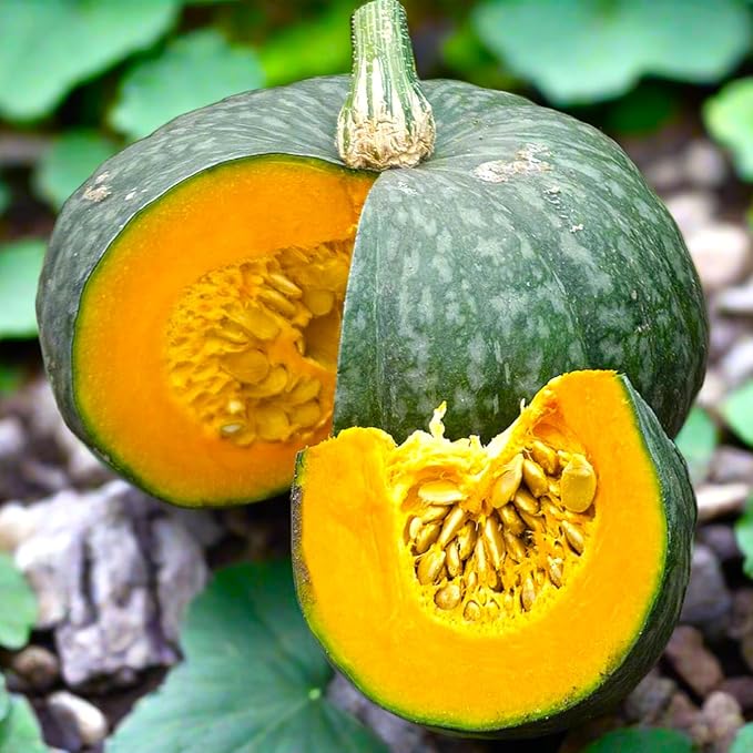 TomorrowSeeds - Kabocha Squash Seeds - 60+ Count - for 2026 Planting Japanese Pumpkin Green Hokkaido Ebisu Asian Tetsukabuto Buttercup Gourd Garden Vegetable Grow Your Own Home Farm Patio Healthy