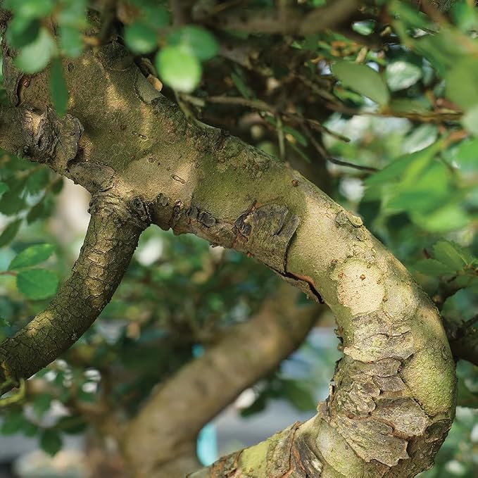 Brussel's Bonsai Live Chinese Elm Bonsai Tree, Outdoor - Medium, 7 Years Old, 8 to 10 inches Tall - Includes Ceramic Bonsai Pot and Humidity Tray