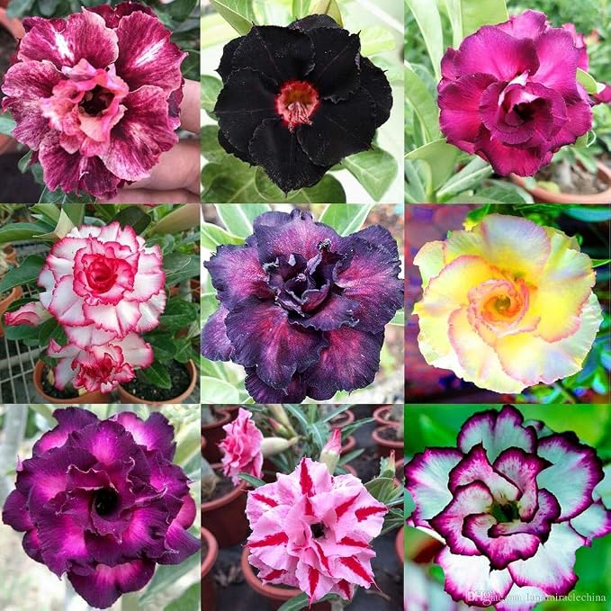 Organic Desert Rose Potting Mix by Gardenera - Nourish Your Adenium with The Finest Soil - 2 QUARTS