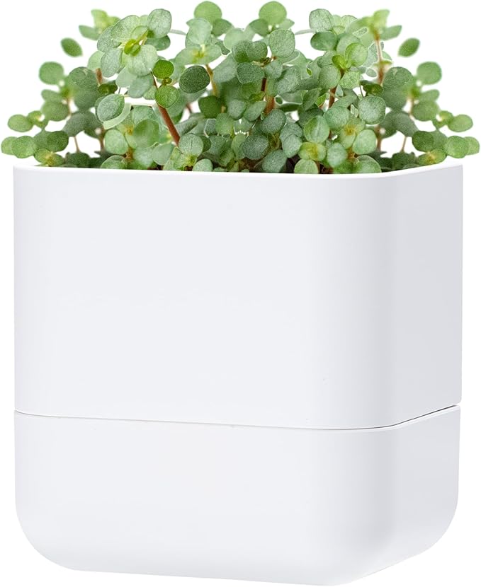Phoenix Vine 6.5 Inch Wall Mounted Self-Watering Planter Pot