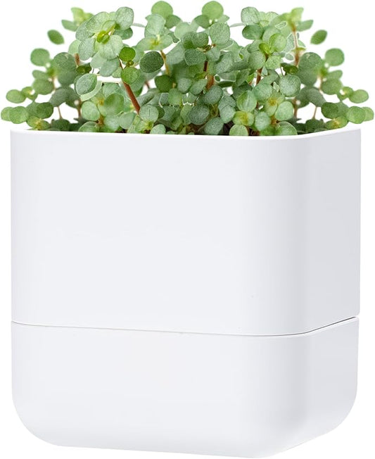 Phoenix Vine 6.5 Inch Wall Mounted Self-Watering Planter Pot