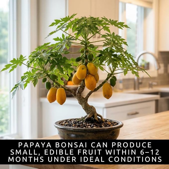 Bonsai Fruit Tree Seeds Bundle, 4 Pack – 10 Papaya, 10 Peach, 10 Cherry, 10 Banana – Grow Miniature Fruit Trees – Exotic Indoor & Outdoor Bonsai Plant Kit – Garden Starter Seed Pack