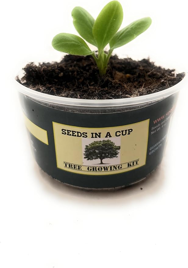 Tree Grow Kit | Easy to use | Educational | Memorial Gift | Plant It for The Planet | Grow Your Own Tree |Wide Selection to Choose from (Dessert Grape)
