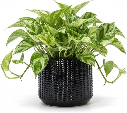 Ceramic Planter Pot with Drainage Hole, 5 Inch Dia, Indoor and Outdoor, Home Patio Garden, Plants Flower Succulent, Textured Round (Black)