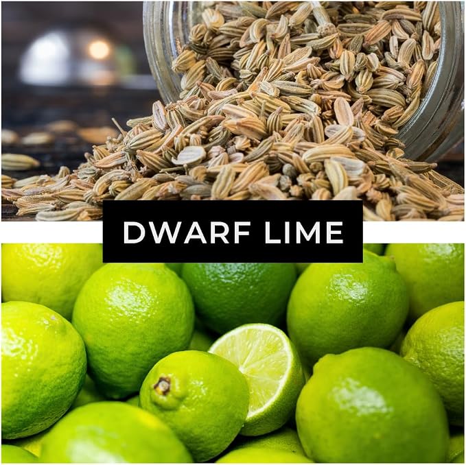 Dwarf Lime Tree Seeds – 20+ Healthy Seeds for Planting and Growing Citrus