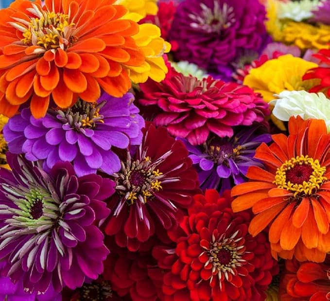 Zinnia Seeds for Planting â Non-GMO Heirloom Zinnia Flowers â Full Instruction Packets to Plant in Your Home Outdoor Garden â Gardening Gift â 50 California Giant Zinnia Seeds (2 Packets)