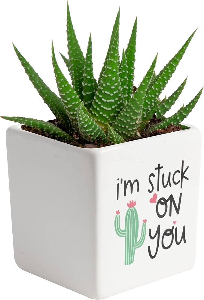 Costa Farms Haworthia Live Plant, Succulent Houseplant in Cute Decor Succulents Plant Pot, Potting Soil, Live Plants Desk DÃ©cor, Birthday, Valentine's Day Gift, Small Tabletop Size, Room DÃ©cor