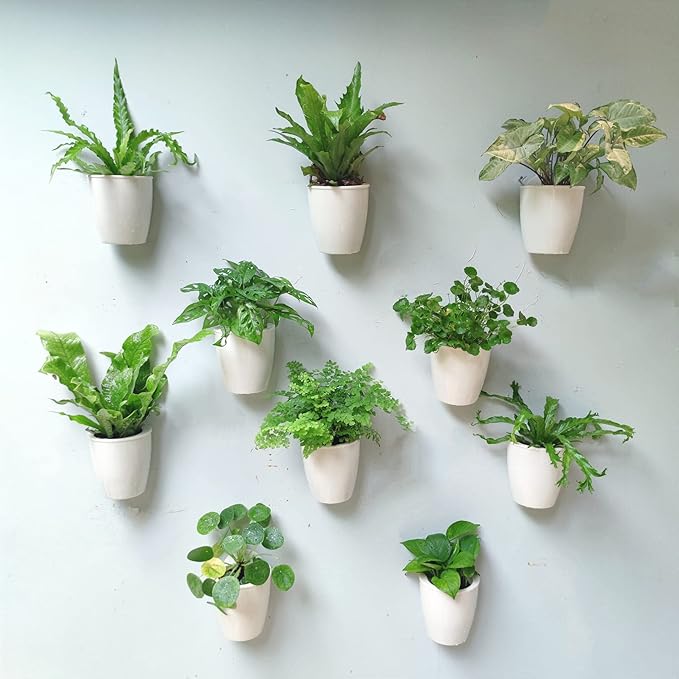 LáLáGreen Wall Planters for Indoor Plants