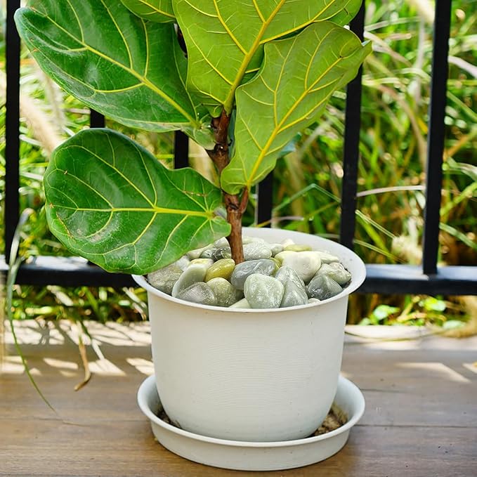 YISZM 2lbs Jade Pebbles for Plants, 1-2 Inch High Polished Natural River Rocks for Landscaping, Decorative Stones Vase Filler Fish Tank Aquariums Garden Outdoor and Indoor DIY