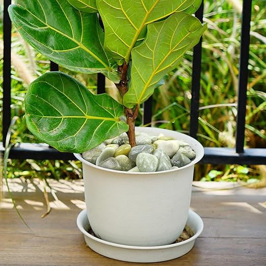YISZM 20lbs Jade River Rocks for Landscaping, 2-3 Inch Natural Pebbles for Indoor Plants, High Polished Decorative Stones Vase Filler Fish Tank Aquariums Garden Outdoor and Indoor DIY