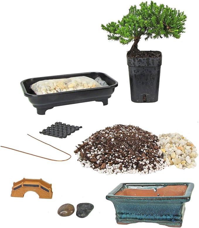 Eve's Deluxe Bonsai Tree Starter Kit, Complete Do-It-Yourself Kit with 4 Year Old Japanese Juniper !!! Cannot Ship to CA California & HI Hawaii !!!