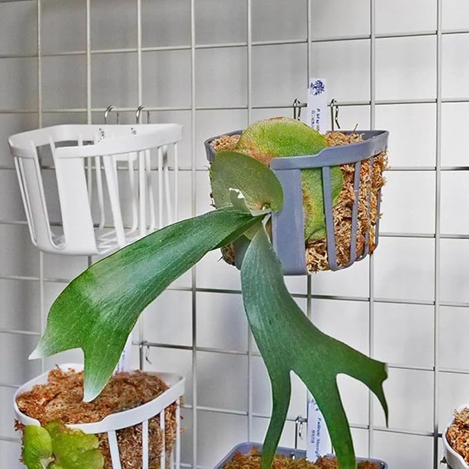 Staghorn Fern Mount Wall Planter Basket Vertical Orchid Hanging Planter