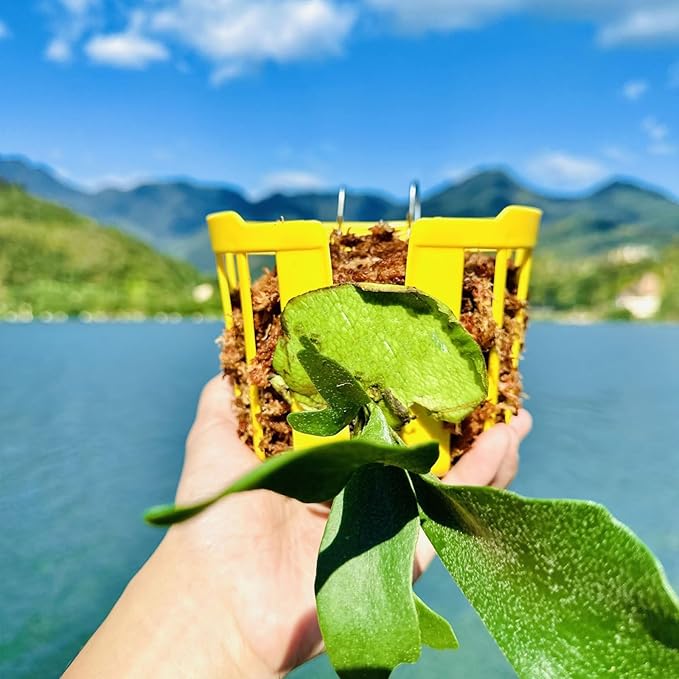 Staghorn Fern Mount Wall Planter Basket Vertical Orchid Hanging Planter