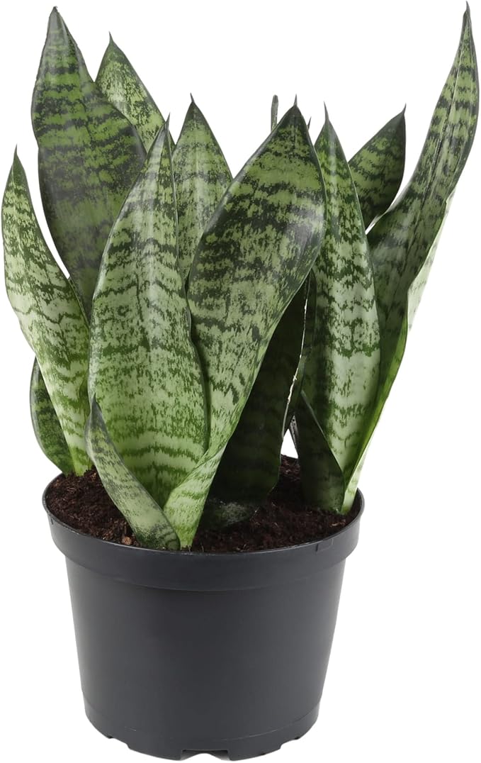 GARDENERA Premium Snake Plant Potting Soil Mix, Green Sansevieria Trifascatia Zeylanica Plants, Plant or Re-Pot Your Snake Plant - (3 Quart Bag)