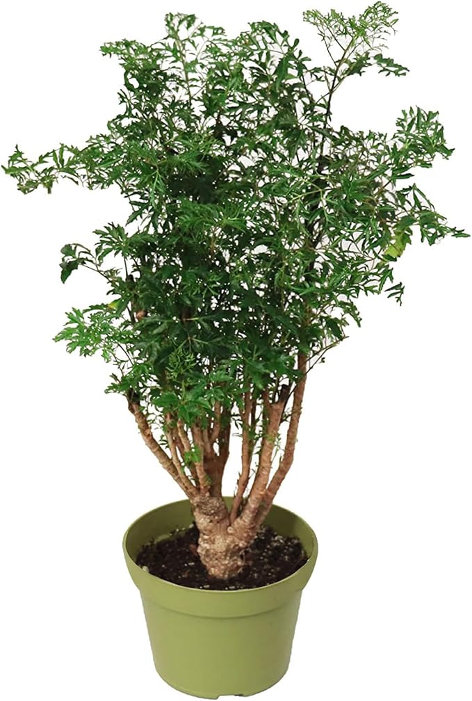 California Tropicals Ming Aralia 6'' Live Bonsai Tree - Unique and Easy to Grow Houseplant for Hobbies, Desk, Interior Ideas, Gardening, Crafts, Gifts, and Starter Gardeners