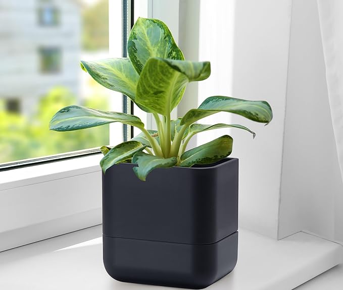 Phoenix Vine 6.5 Inch Wall Mounted Self-Watering Planter Pot