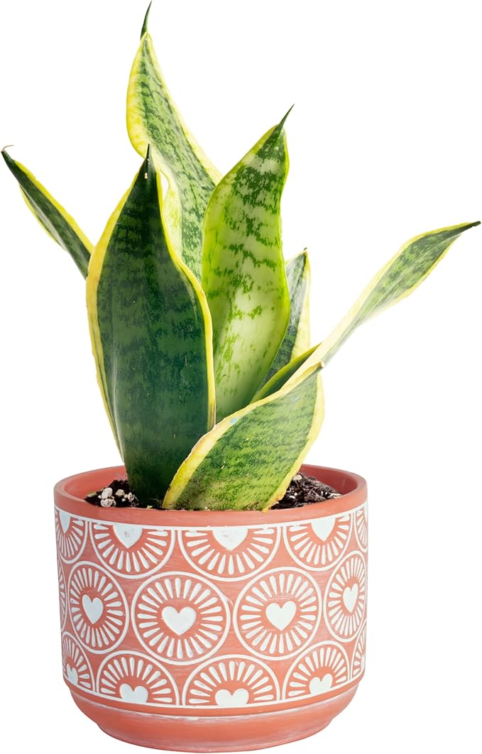 Costa Farms Live Indoor Snake Plant, Easy to Grow Mother in Laws Tongue, Sansevieria Houseplant, in Flower Pot Planter for Room and Home DÃ©cor, Housewarming, 8-Inches Tall