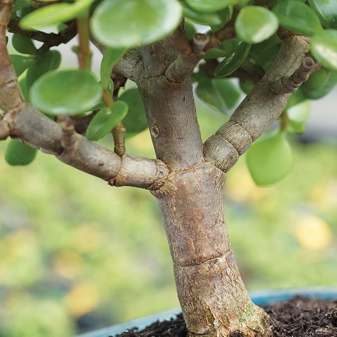 Brussel's Bonsai - Live Dwarf Jade Bonsai Tree Kit with Ceramic Bonsai Pot & Bonsai Soil, Indoor Bonsai Plant Starter Kit, Easy Care Houseplant for Home or Office (Small)