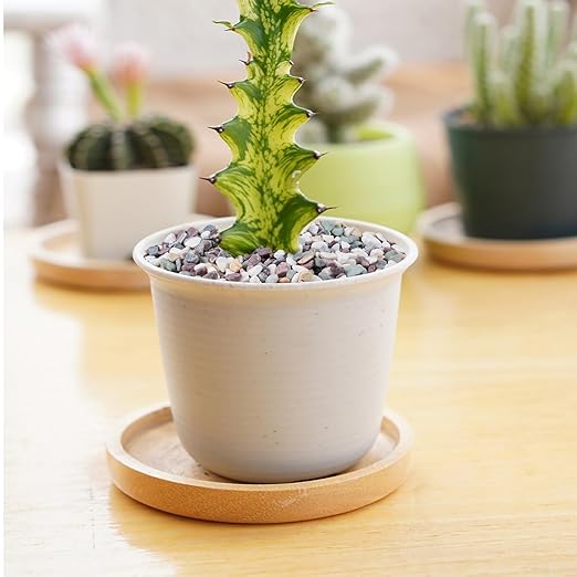 Pulovin 5 lbs Pea Gravel for Plants, Aquarium, Fish Tank, 3/8 inch Decorative Pebbles for Indoor Plants, Succulent, Bamboo, Vase, Drainage Rocks for Potted Plants, Top Dressing, Mixed Color